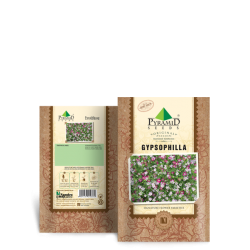 Gypsophila Seeds