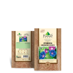 Ipomoea Morning Glory Seeds