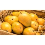 Ratnagiri Alphonso Hapus 1 Dozen Premium Quality 