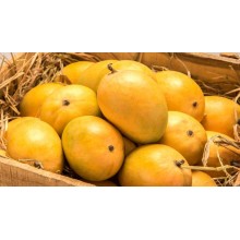 Devgad Alphonso Premium  Mango - Hapus - 1 Dozen