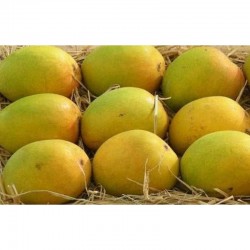 Devgad Alphonso Premium  Mango - Hapus - 1 Dozen