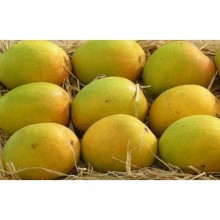 Devgad Alphonso Mango - Hapus - 1 Dozen